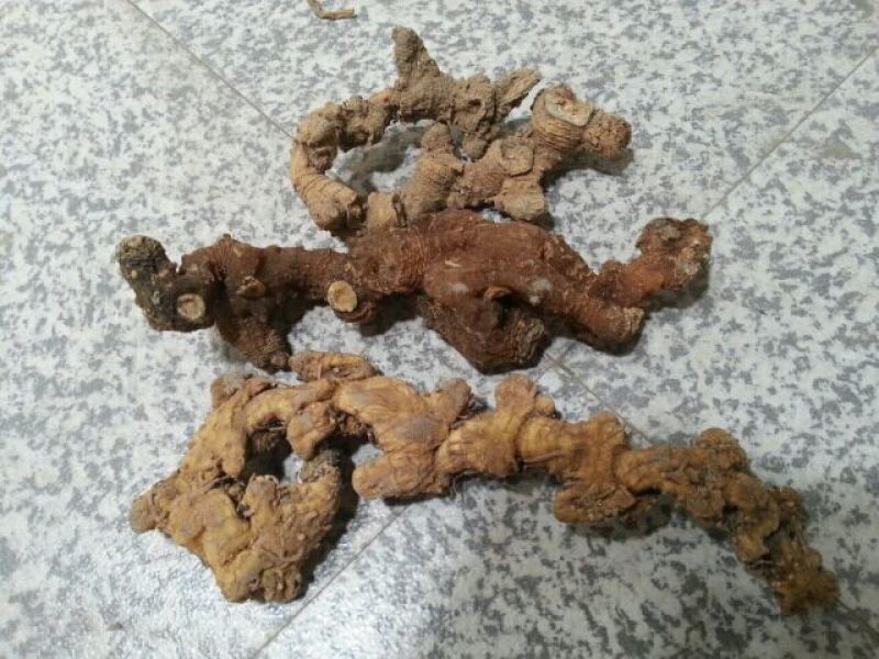 黄精甜统个