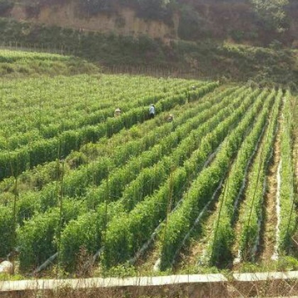 荷兰豆云南昆明_批发_供应-一亩田农业网_专业