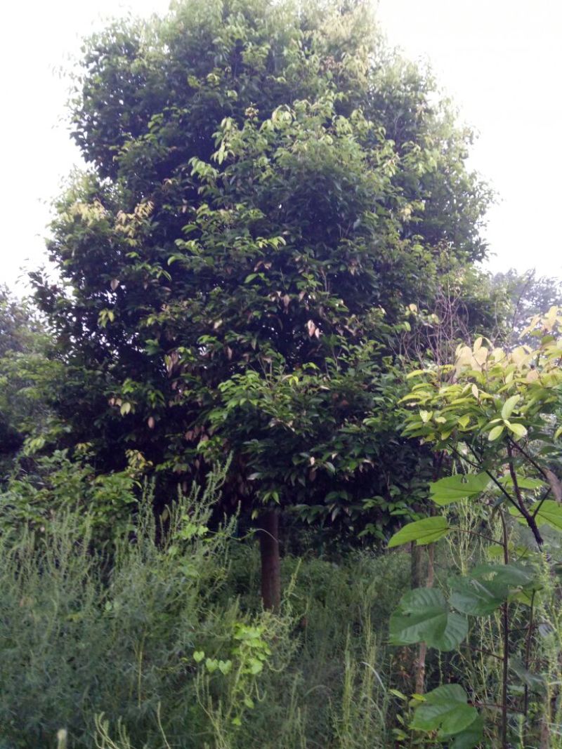 天竺桂3~3.5m