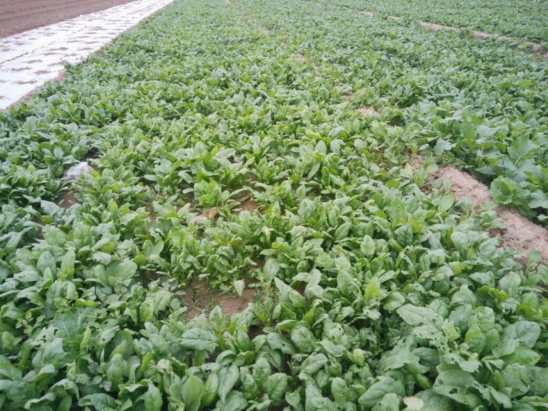 大叶菠菜25~30厘米