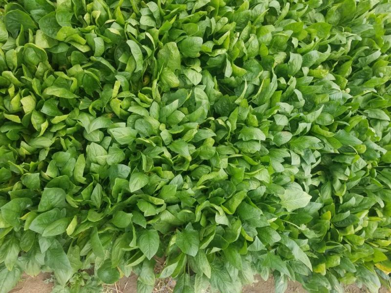 大叶菠菜25~30厘米