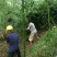 雷竹苗