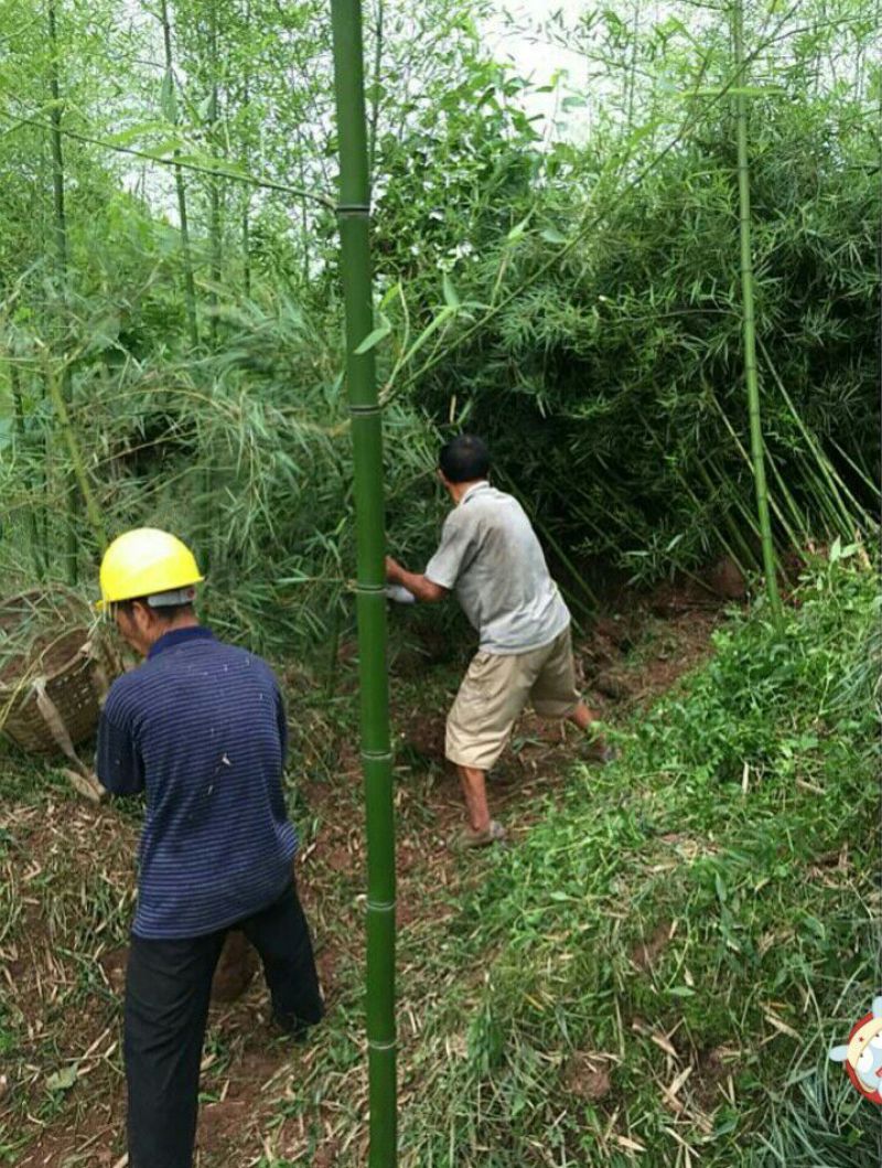 雷竹苗