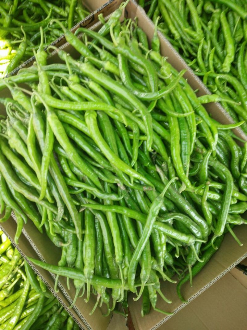 精品线椒10~15厘米青质量保证，全国代发！