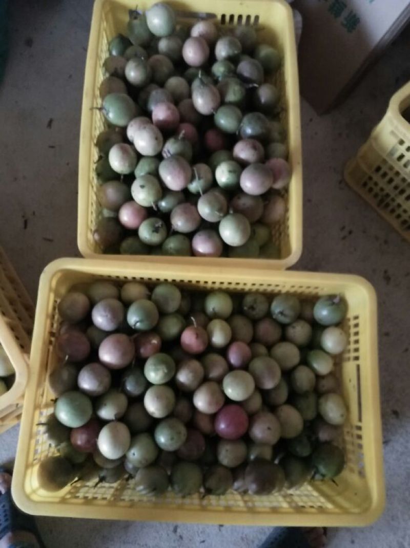 百香果紫果70~80g