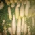 白萝卜1~1.5斤起