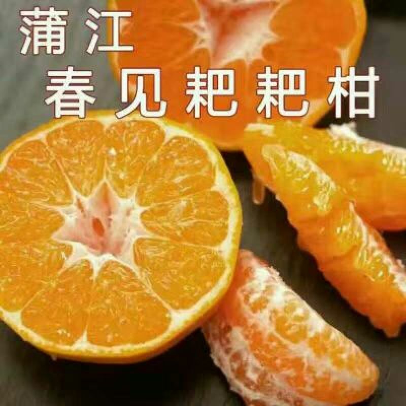 春见柑桔75cm以上