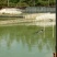 黄沙鳖1.5~2斤