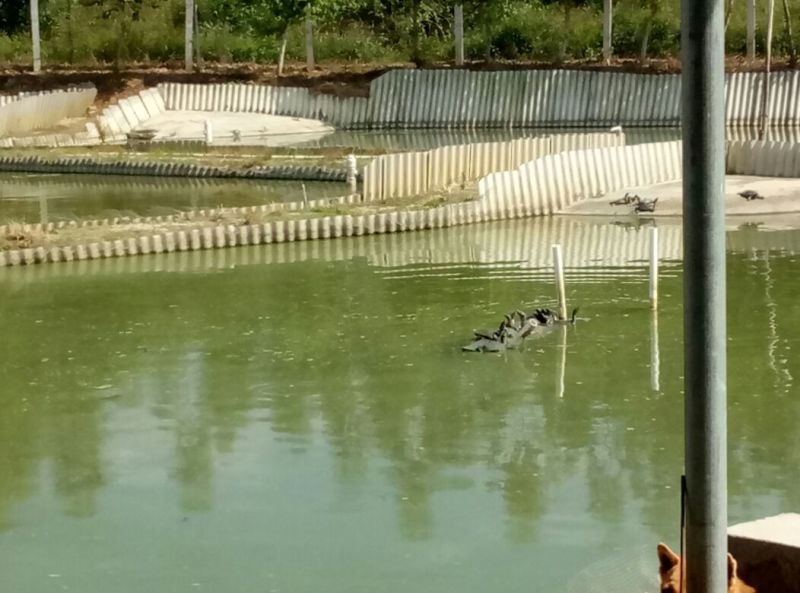 黄沙鳖1.5~2斤