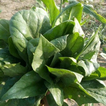 菠菜20~25厘米