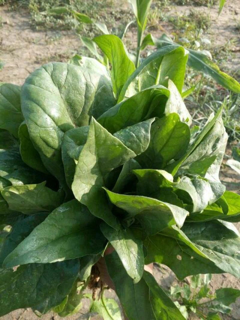 菠菜20~25厘米