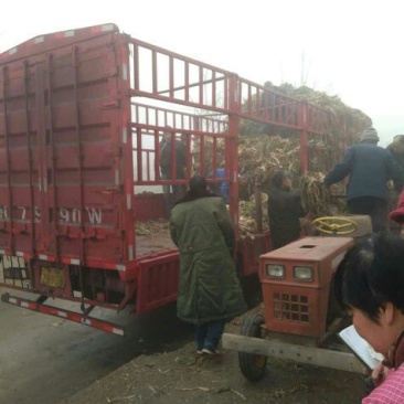 河北保定鸡腿白大葱，货源充足，价格合理