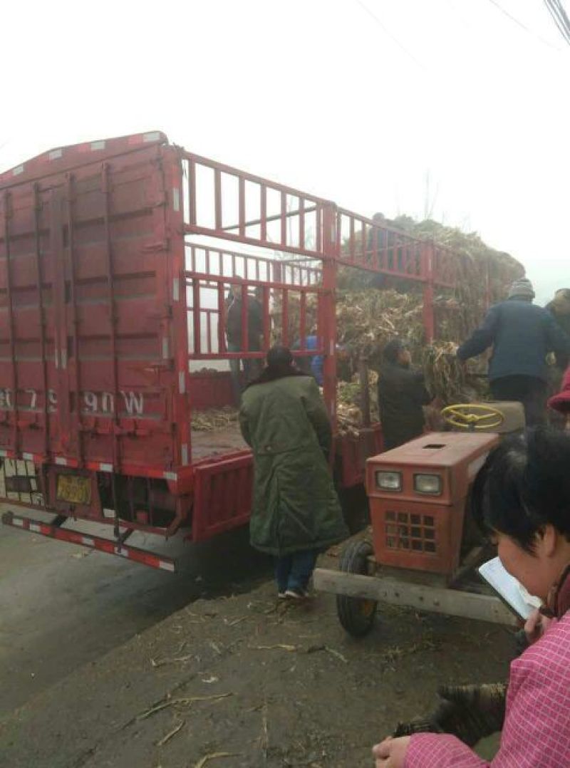 河北保定鸡腿白大葱，货源充足，价格合理
