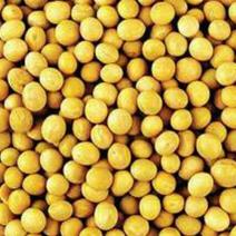 农家自种黄豆不施肥不打药无污染颗粒饱满