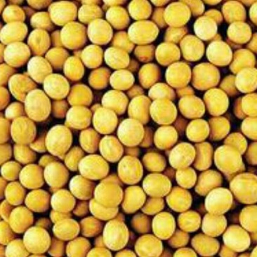 农家自种黄豆不施肥不打药无污染颗粒饱满