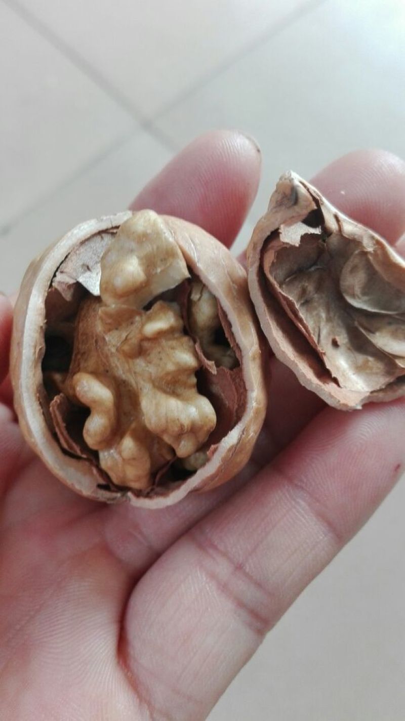 核桃树2~4cm4~6cm0.5~1米
