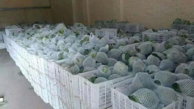 中甘15甘蓝1~2公斤一年四季，大量供应