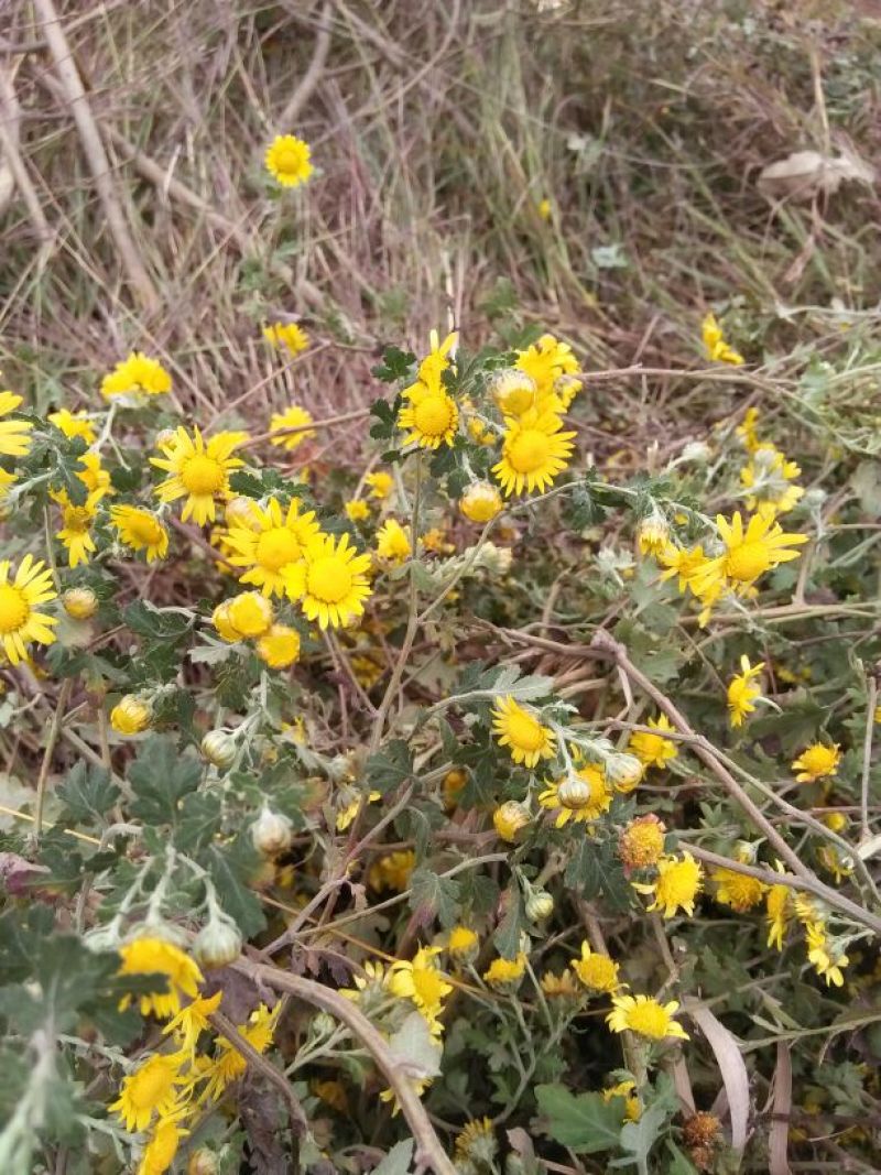 药用菊花袋装