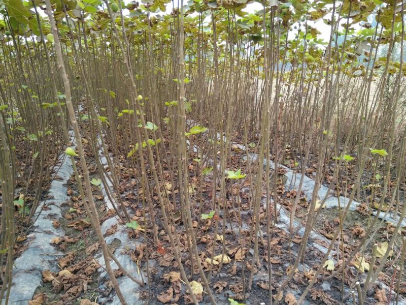 无花果苗80cm以上