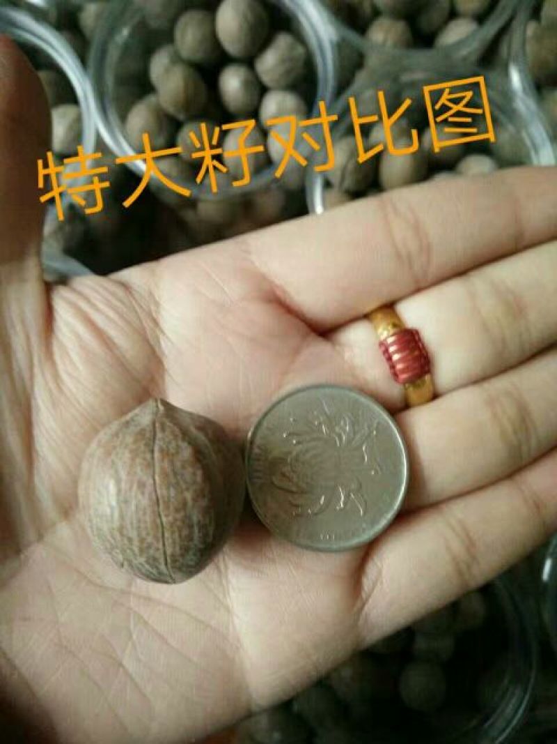 山核桃25mm以下去皮