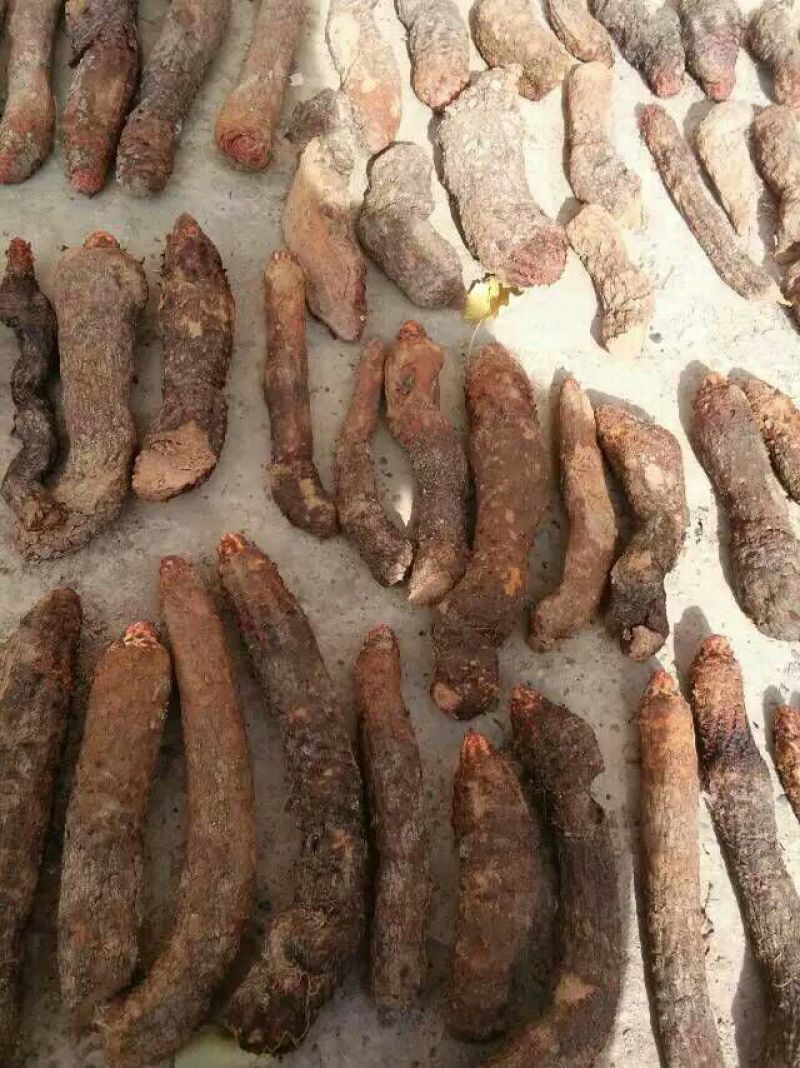 锁阳统货