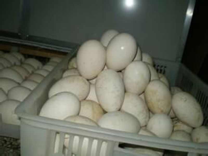 土鹅蛋食用
