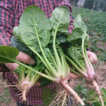 黑叶菠菜20~25厘米