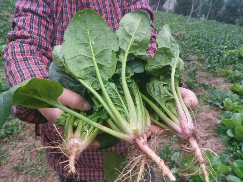 黑叶菠菜20~25厘米