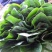 大叶菠菜20~25厘米河北邯郸大叶菠菜货源充足稳定