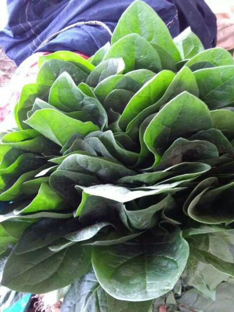 大叶菠菜20~25厘米河北邯郸大叶菠菜货源充足稳定