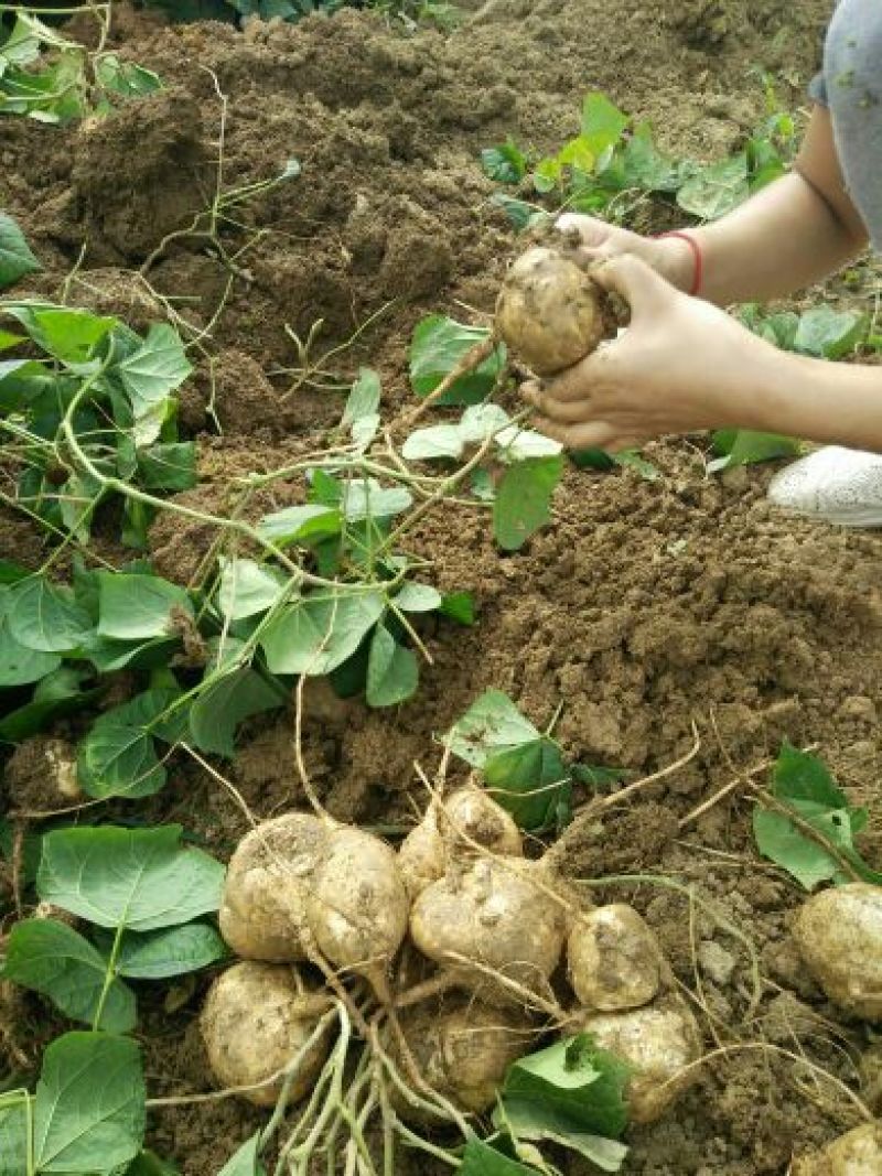 豆薯500g以下