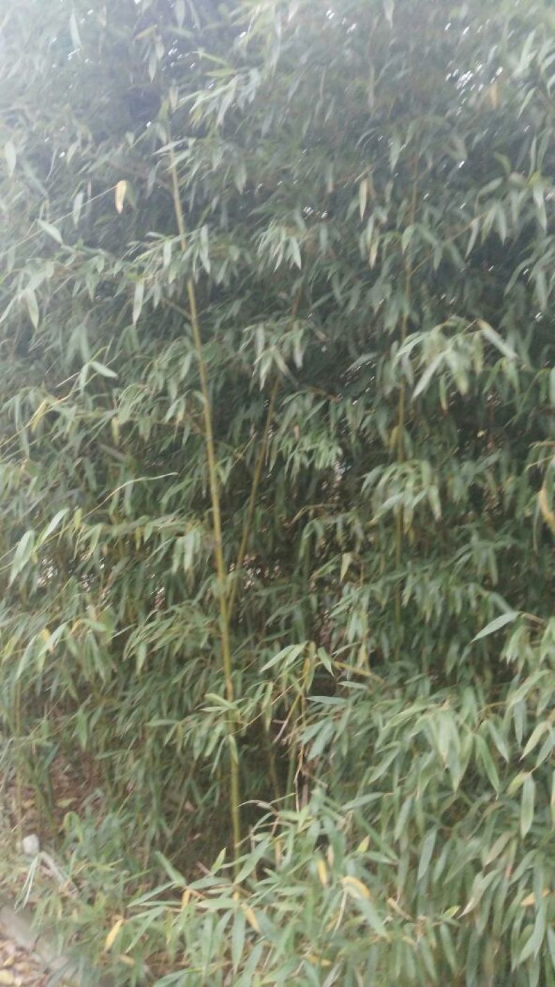 绿竹3~4m