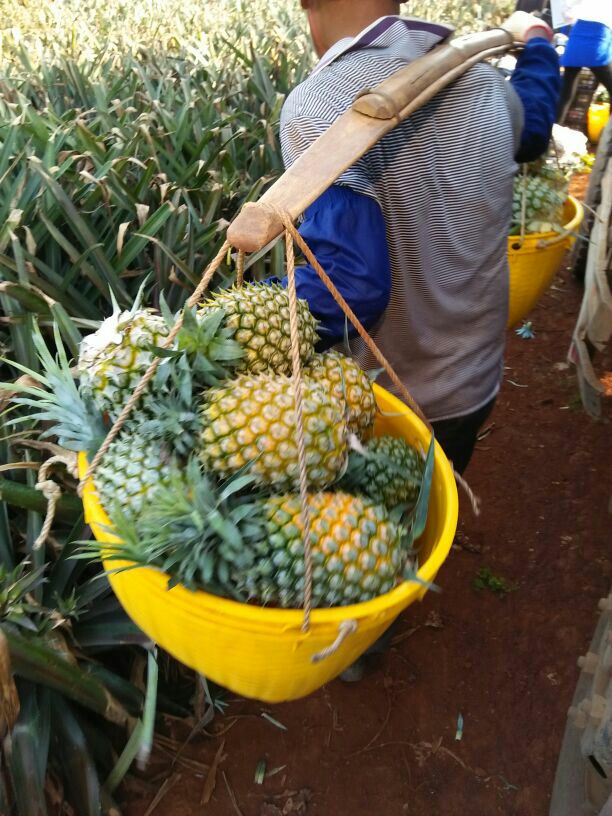 广东湛江市徐闻县杂交种类菠萝 1.5~2斤批发_