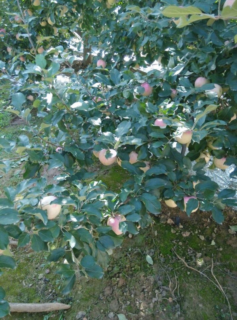 红富士苹果纸袋