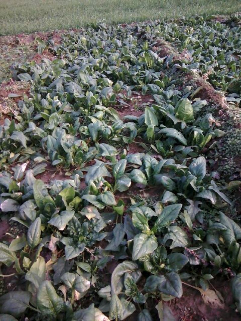 大叶菠菜15~20厘米