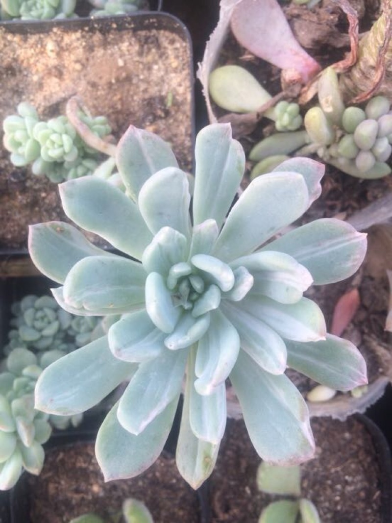 多肉植物