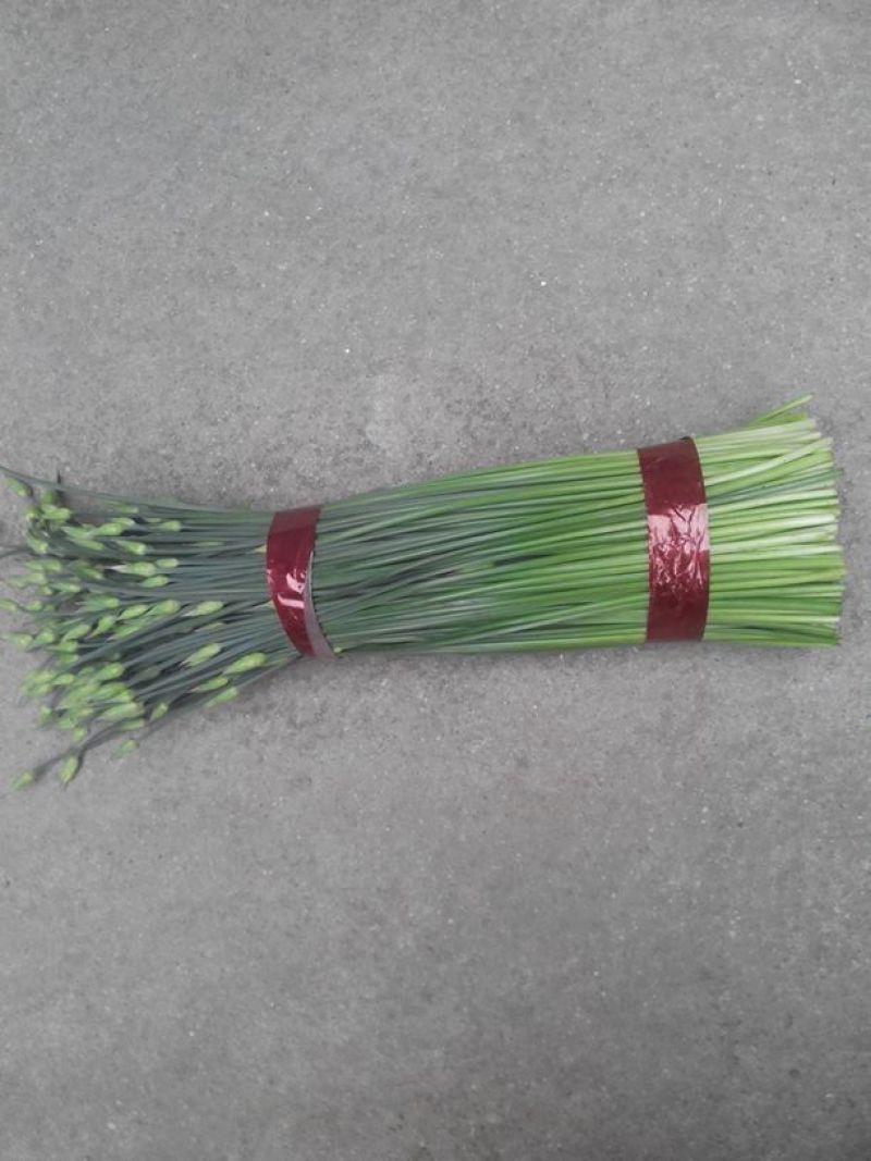 韭菜头茬