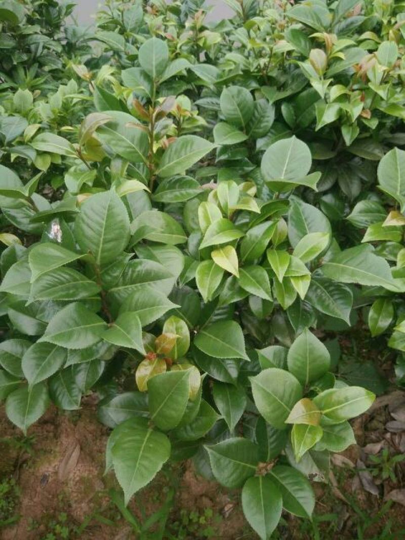 七芯茶花