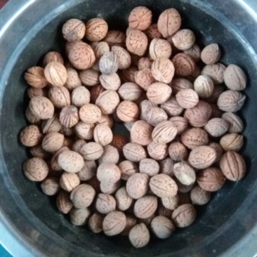 山桃核统货，40吨，想要联系我