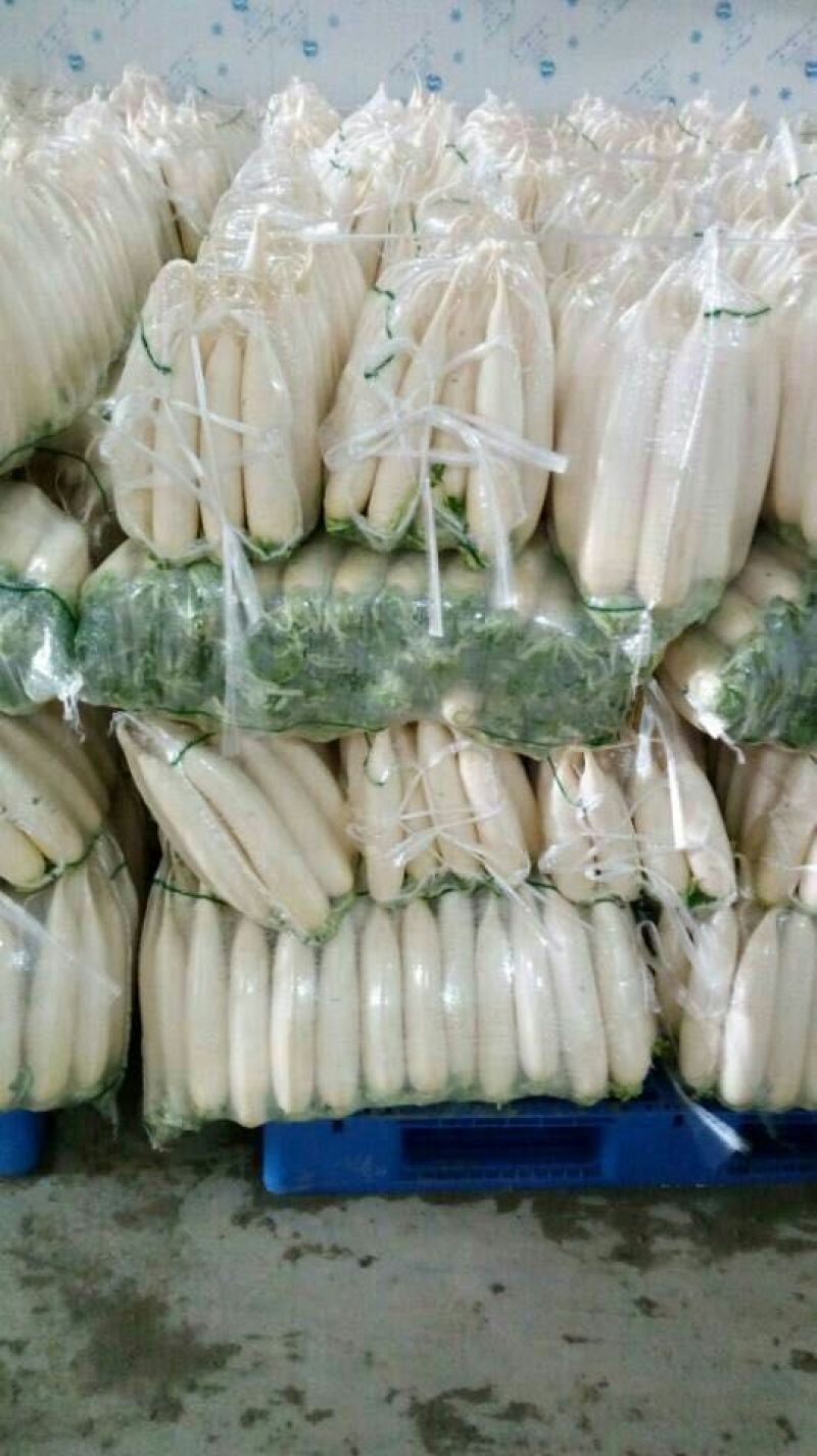 白萝卜1.5~2斤起