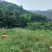 乌桕蜜2斤