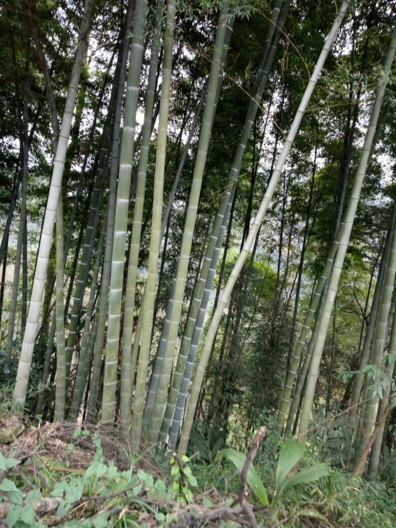 楠竹6cm以上6米以上