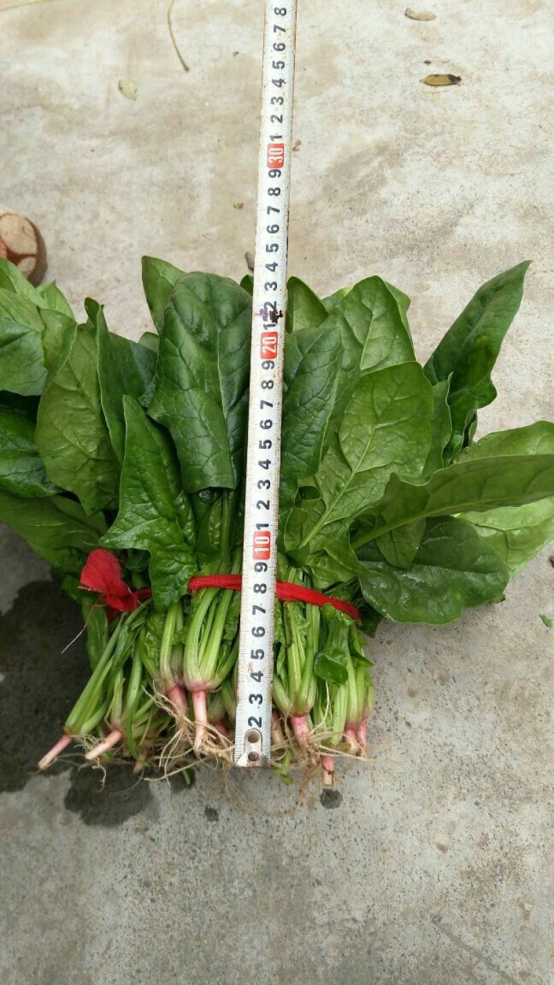 大叶菠菜20~25厘米