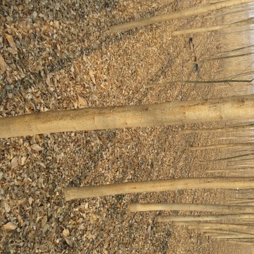 国槐8~10cm6~8cm1~2米