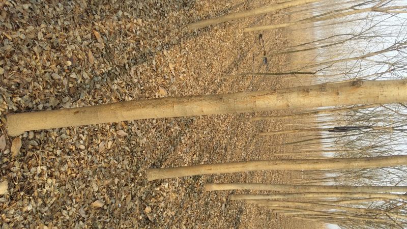 国槐8~10cm6~8cm1~2米