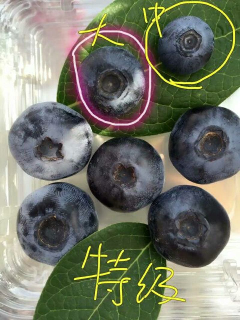 蓝莓12~14mm以上