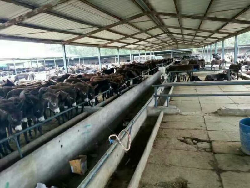 肉驴100~200斤种馿育肥馿全国包运货到付款