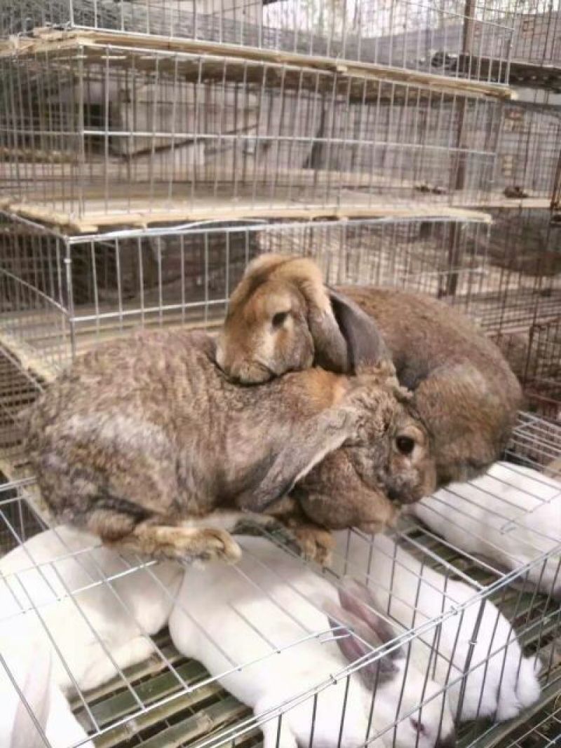 荷兰兔公羊兔