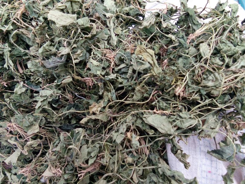 药用紫花地丁