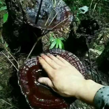 黑灵芝8~12公分